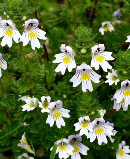 Eyebright