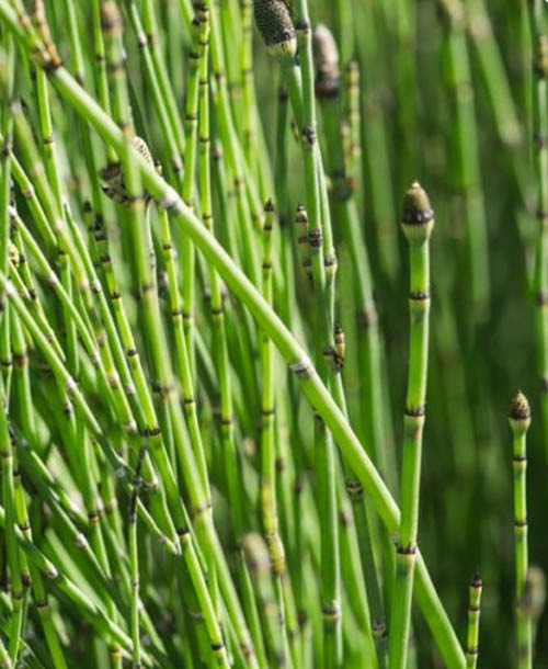 Horsetail