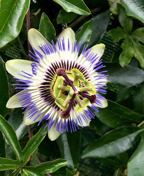 Passionflower