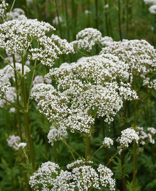 Valerian