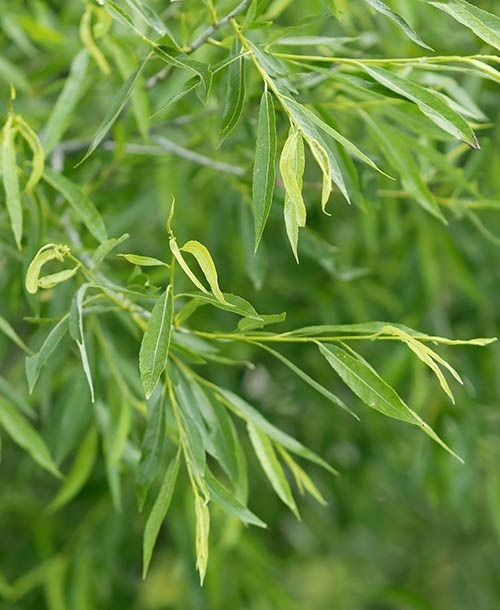 White willow