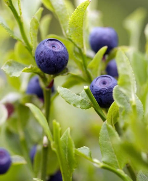 Bilberry