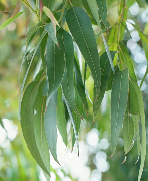 Eucalyptus
