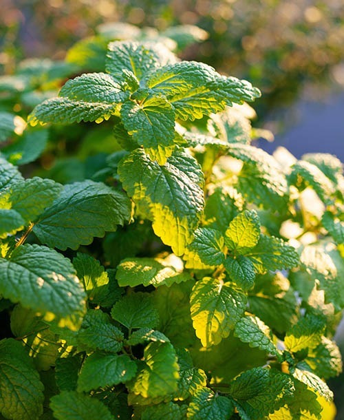 Lemon balm