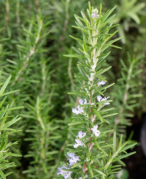 Rosemary