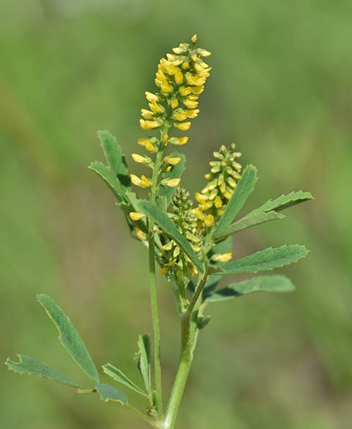 Sweet Clover