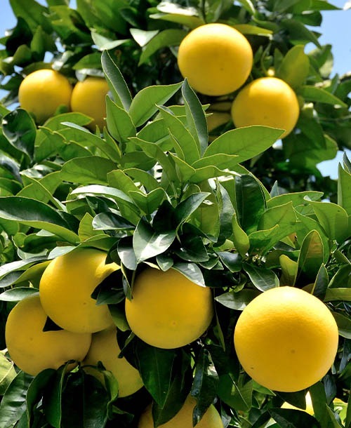 Grapefruit 95% flavonoids