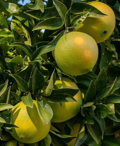 Grapefruit 98% naringin