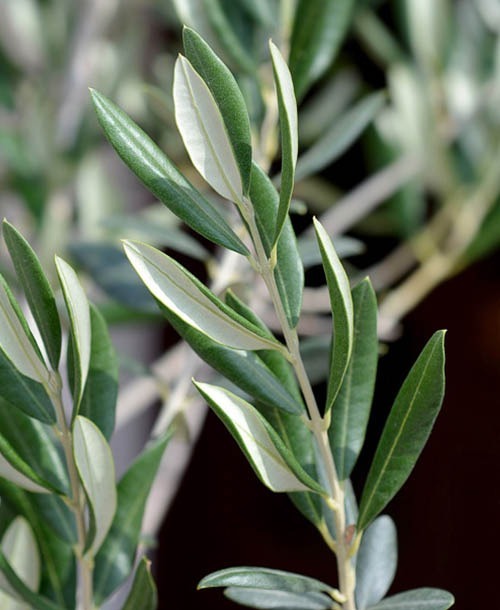 Olive · Hydroxytyrosol